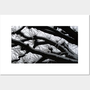 Snow on Branches Posters and Art